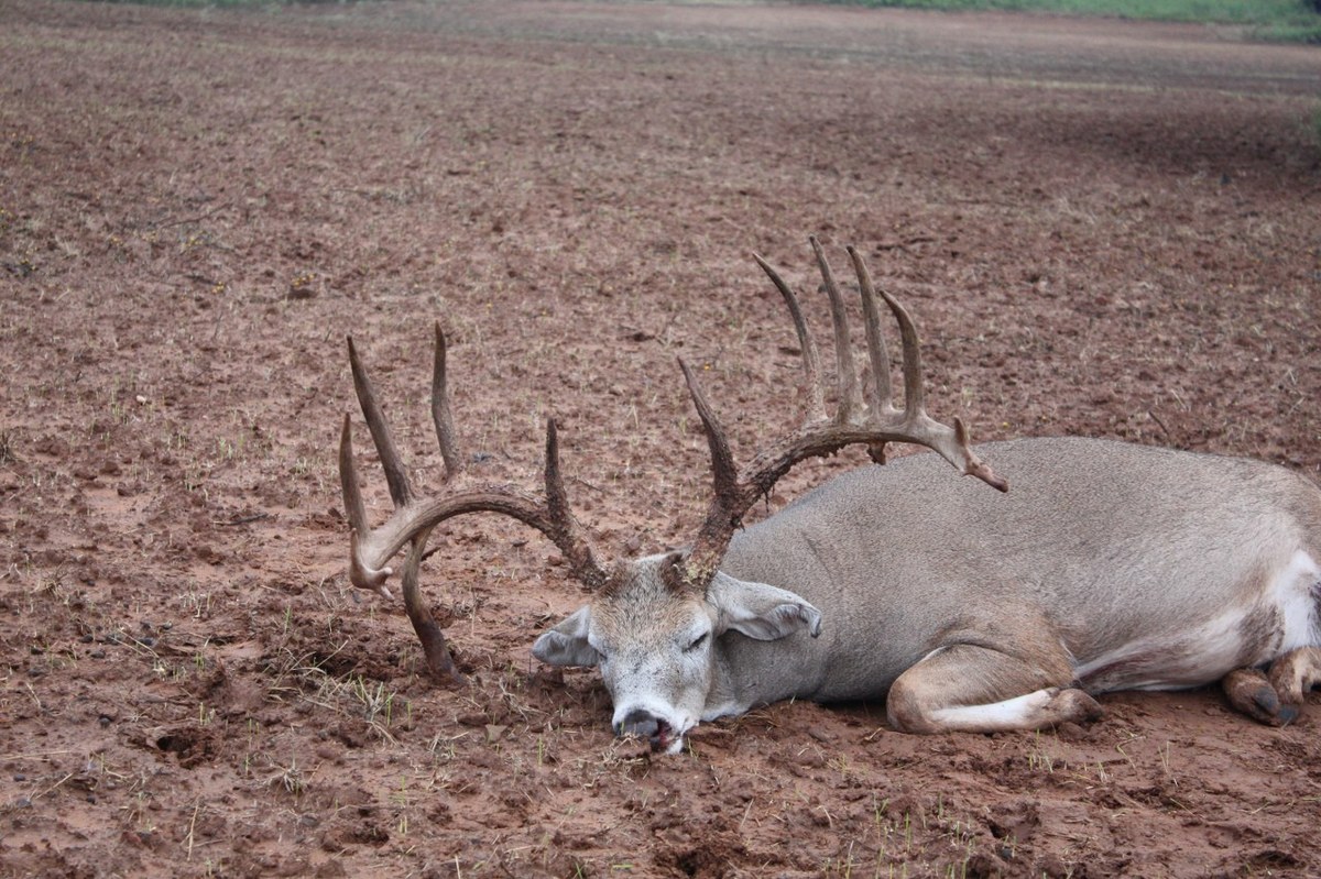 Texas typical trophy whitetail buck