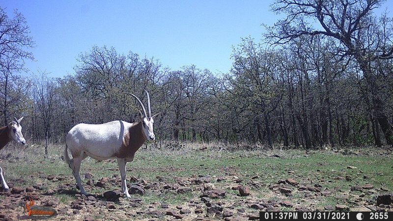 Scimitar Horned Oryx 0