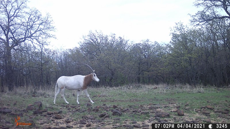 Scimitar Horned Oryx 2 0