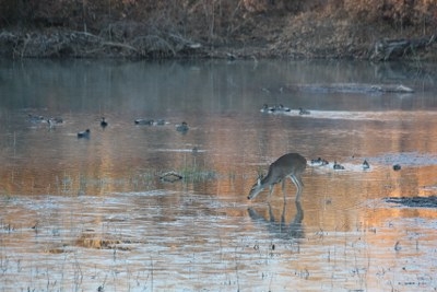 Landscape & Wildlife