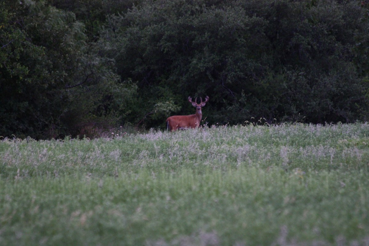 In The Field 1