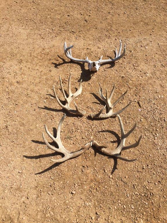 Sheds and skull 0