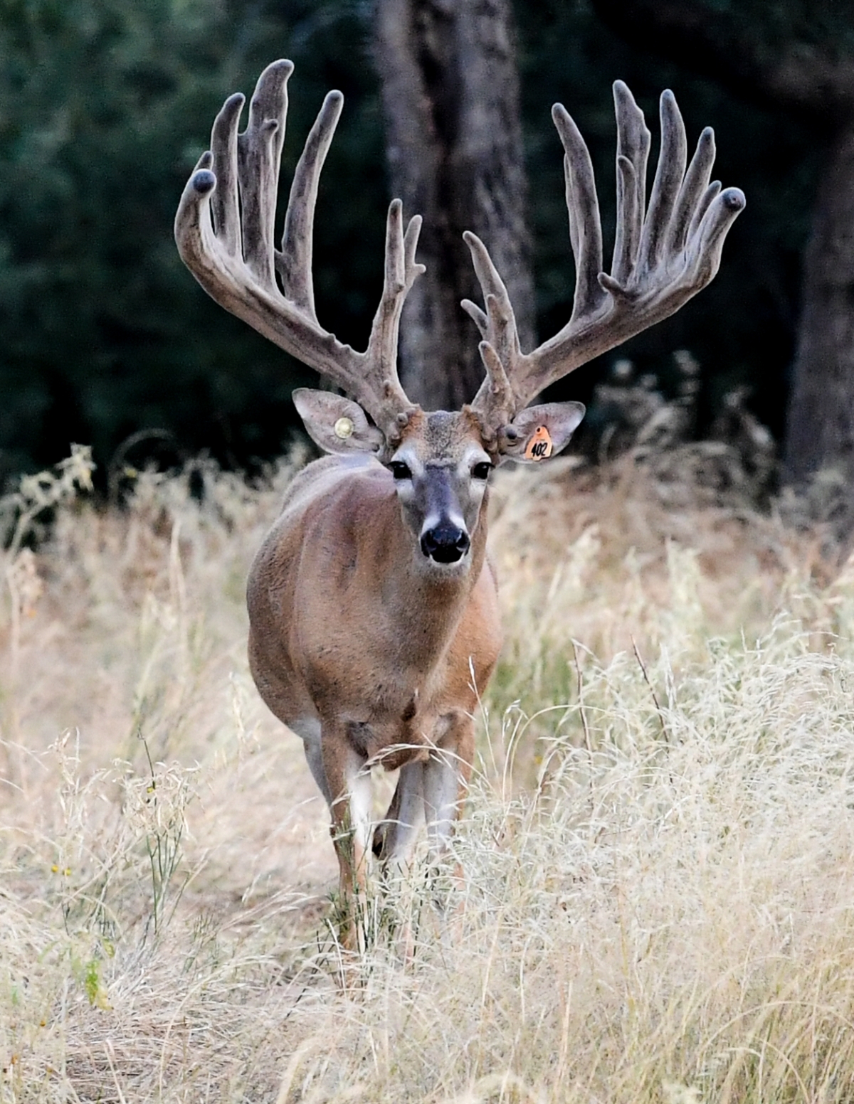 2019 Breed Bucks