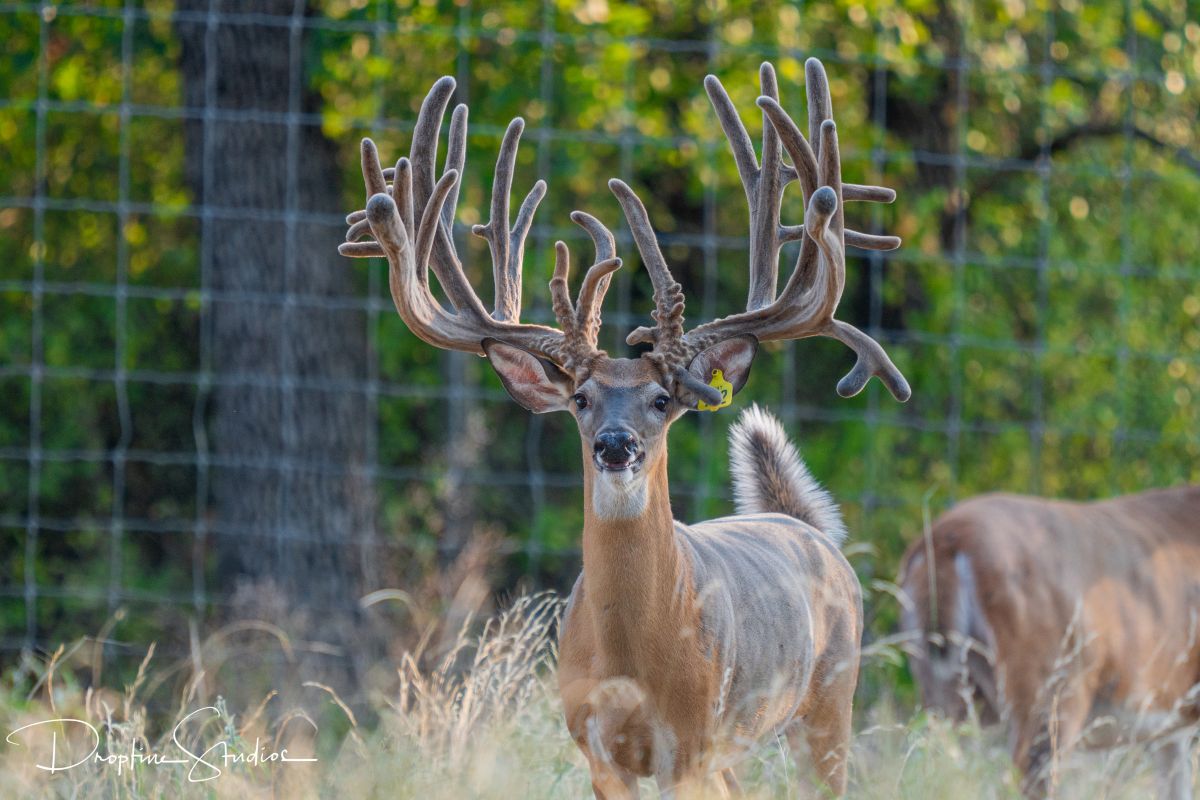 2020 Breed Bucks