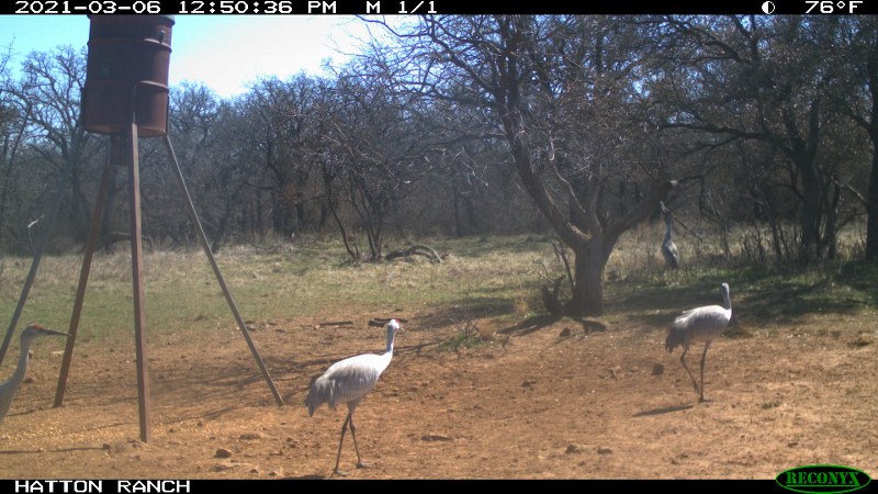 Sandhill Cranes 0