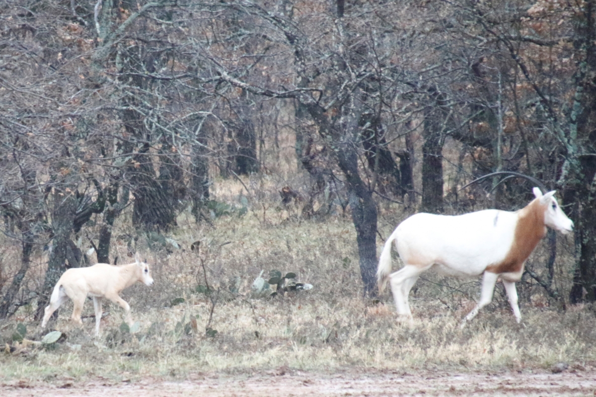 Scimitar-Horned Oryx